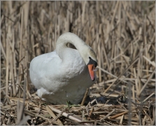 <p>Labuť velká (Cygnus olor) –--- /Mute schwan – Höckerschwan/</p>